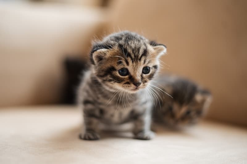 Meow Mix Premium Cat Food