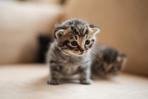 Cat food cans and kibble bag