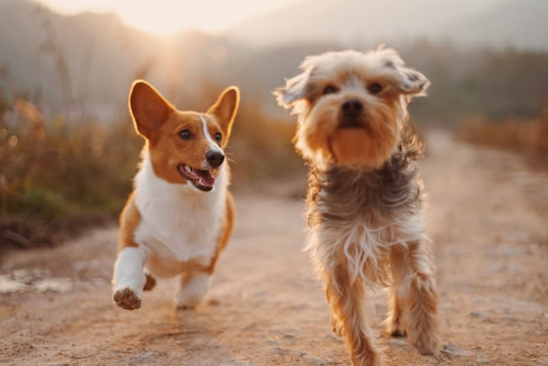 Travel Pet Carrier