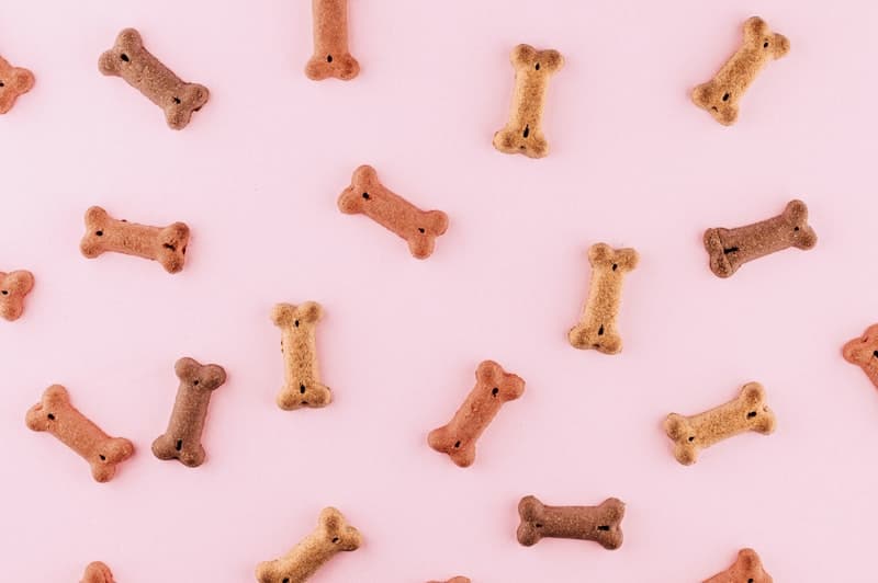 Dogs
