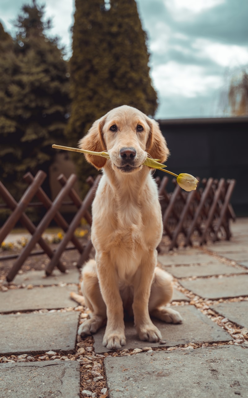 Happy dog with food bowl