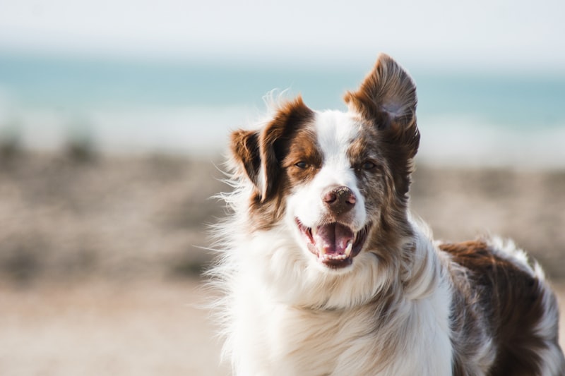 Dog supplies promo